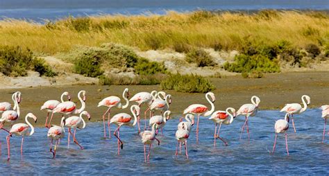 Camargue Natural Park - 