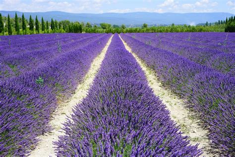 Lavender fields (Provence) - 